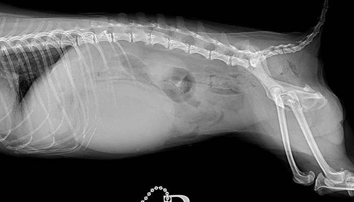 Whirlpool signがみられた子宮捻転の犬の１例